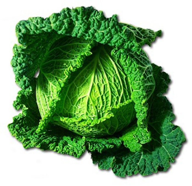 savory cabbage savory cabbage